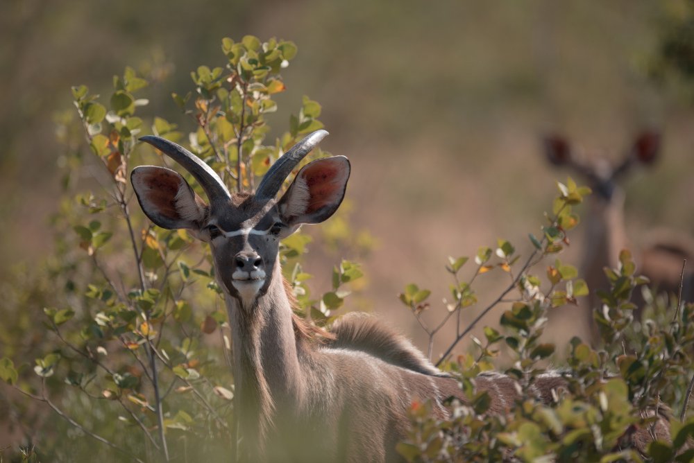 Wildlife and Nature Watch